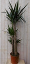 Kamerplant Yucca 160 cm