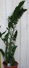 Kamerplant Zamioculcas 100 cm