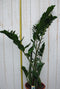 Kamerplant Zamioculcas 100 cm