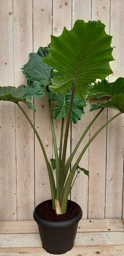 Kamerplant Zebrina Sarian 100 cm