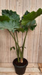 Kamerplant Zebrina Sarian 100 cm