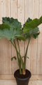 Kamerplant Zebrina Sarian 100 cm