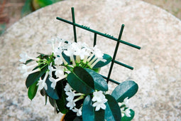 Kamerplantenrekjes 37x23cm set a 2 stuks
