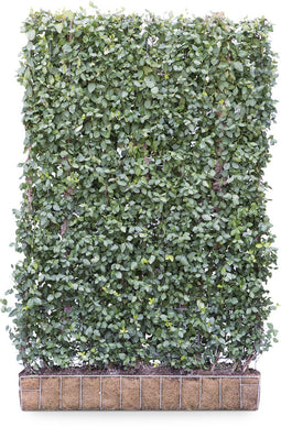 Kant en Klare Haag Kardinaalsmuts (Euonymus) Dart's Blanket | 120 x 180 cm (bxh)