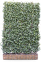 Kant en Klare Haag Kardinaalsmuts (Euonymus) Dart's Blanket | 120 x 180 cm (bxh)