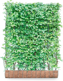 Kant & klaar haag Carpinus betulus 155 cm