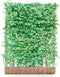 Kant & klaar haag Carpinus betulus 155 cm