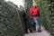 Kant & klaar haag Hedera Helix Woerner 100 cm
