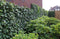 Kant & klaar haag Hedera Helix Woerner 100 cm