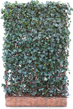 Kant & klaar haag Hedera Helix Woerner 180 cm