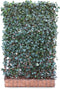 Kant & klaar haag Hedera Helix Woerner 180 cm