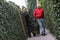 Kant & klaar haag Hedera Helix Woerner 200 cm