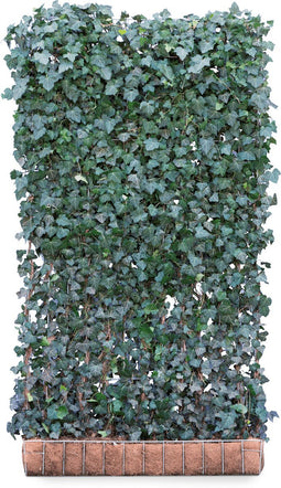 Kant & klaar haag Hedera Helix Woerner 220 cm