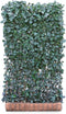 Kant & klaar haag Hedera Helix Woerner 220 cm