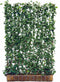 Kant & klaar haag Hedera Helix Woerner 220 cm