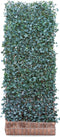 Kant & klaar haag Hedera Helix Woerner 300 cm