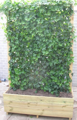 Kant & klaar haag met bak groot Hedera helix Woerner 100 cm