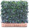 Kant & klaar haag met hardhout bak groot Hedera helix Woerner 100 cm