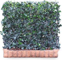 Kant & klaar haag met hardhout bak klein Hedera helix Woerner 100 cm