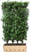 Kant & klaar haag Prunus lusitanica Angustifolia 150 x 100 cm breed