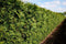 Kant & klaar haag Thuja plicata Martin 200 x 100 cm breed