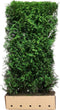 Kant & klaar haag Thuja plicata Martin 200 x 100 cm breed