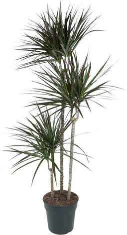 Goed & Groen - Dracaena Magenta - Drakenboom - XL -↨ 150cm - Potmaat 24 - Exclusieve Kwaliteit Planten - Kamer Plant - Kamerplanten - Sfeer - Interieur