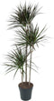 Goed & Groen - Dracaena Magenta - Drakenboom - XL -↨ 150cm - Potmaat 24 - Exclusieve Kwaliteit Planten - Kamer Plant - Kamerplanten - Sfeer - Interieur