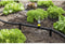 Kärcher Home & Garden 2.645-227.0 Rain System Systeemslang 15 mm (1/2) Ø Slanglengte: 10 m