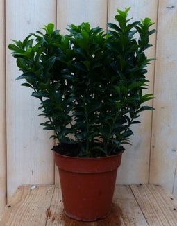 Kardinaalsmuts Donkergroen 30 cm