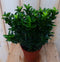 Kardinaalsmuts Donkergroen 30 cm