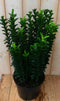 Kardinaalsmuts Donkergroen 80 cm