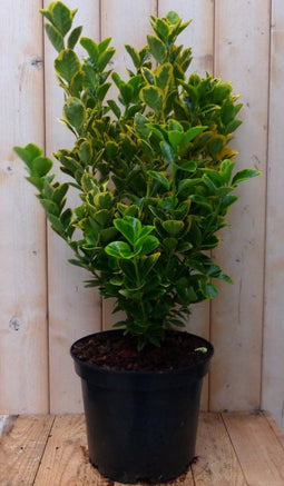 Kardinaalsmuts geelbont 80 cm