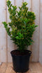 Kardinaalsmuts geelbont 80 cm