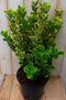 Kardinaalsmuts geelbont 80 cm