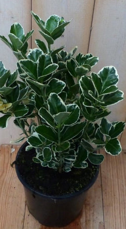 Kardinaalsmuts witbont 30 cm