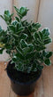 Kardinaalsmuts witbont 30 cm