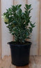 Kardinaalsmuts witbont 30 cm