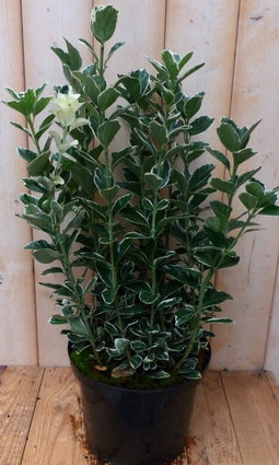 Kardinaalsmuts witbont 80 cm