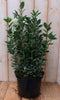 Kardinaalsmuts witbont 80 cm