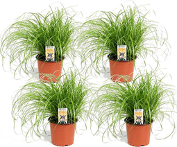 Kattengras - Set van 4 stuks - Cyperus - Pot ⌀12cm - Hoogte 25-35cm - Kamerplant - Diervriendelijk
