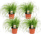 Kattengras - Set van 4 stuks - Cyperus - Pot ⌀12cm - Hoogte 25-35cm - Kamerplant - Diervriendelijk