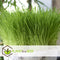 Kattengras - Set van 4 stuks - Cyperus - Pot ⌀12cm - Hoogte 25-35cm - Kamerplant - Diervriendelijk