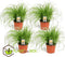 Kattengras - Set van 4 stuks - Cyperus - Pot ⌀12cm - Hoogte 25-35cm - Kamerplant - Diervriendelijk