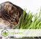 Kattengras - Set van 4 stuks - Cyperus - Pot ⌀12cm - Hoogte 25-35cm - Kamerplant - Diervriendelijk