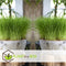 Kattengras - Set van 4 stuks - Cyperus - Pot ⌀12cm - Hoogte 25-35cm - Kamerplant - Diervriendelijk