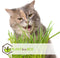 Kattengras - Set van 4 stuks - Cyperus - Pot ⌀12cm - Hoogte 25-35cm - Kamerplant - Diervriendelijk