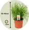 Kattengras - Set van 4 stuks - Cyperus - Pot ⌀12cm - Hoogte 25-35cm - Kamerplant - Diervriendelijk