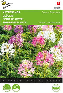 Kattensnor Colour Fountain (Cleome hassleriana)