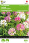Kattensnor Colour Fountain (Cleome hassleriana)